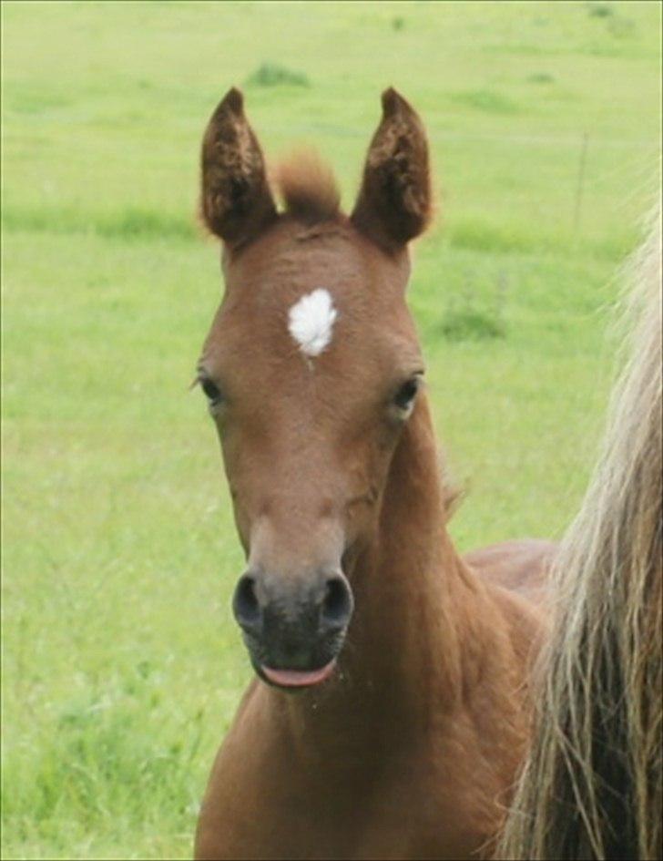 Anden særlig race Smart Ass Zen Platino solgt billede 10