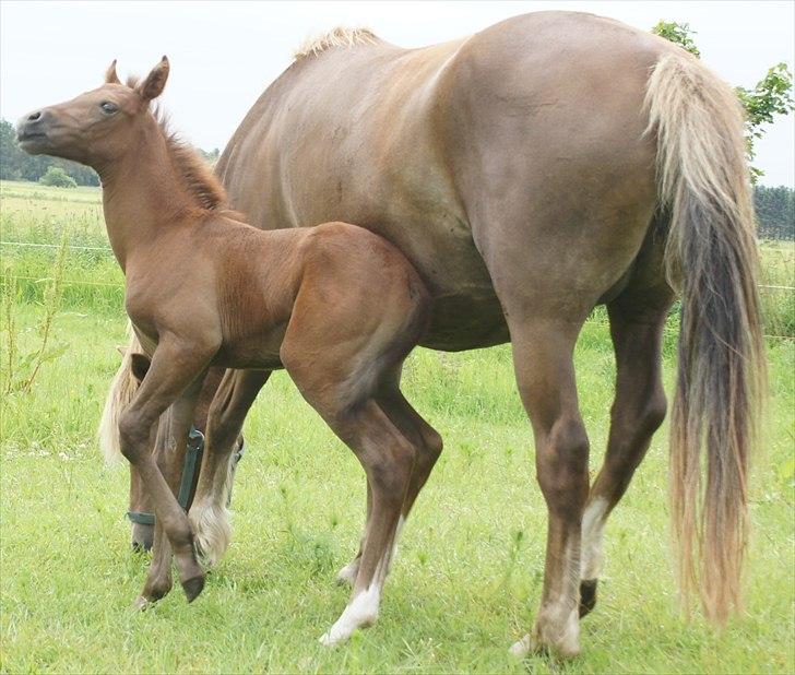 Anden særlig race Smart Ass Zen Platino solgt - Kan man bruge sin mor til at klø sig på?   Ja og det er godt ;)
 billede 11