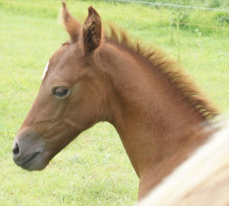 Anden særlig race Smart Ass Zen Platino solgt - Han er nu da en fin dreng ;) billede 12