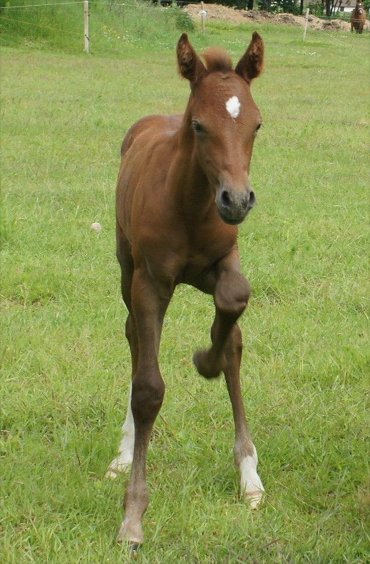 Anden særlig race Smart Ass Zen Platino solgt billede 13