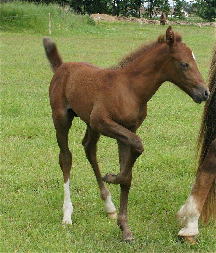 Anden særlig race Smart Ass Zen Platino solgt - Man skal kunne gå pænt, rigtig pænt... billede 14