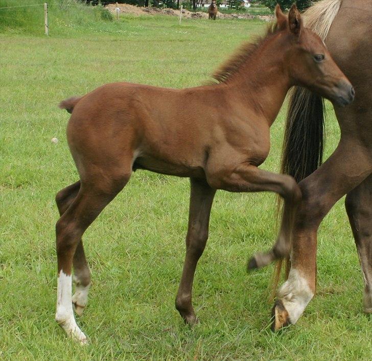 Anden særlig race Smart Ass Zen Platino solgt - Er det sådan her? billede 15
