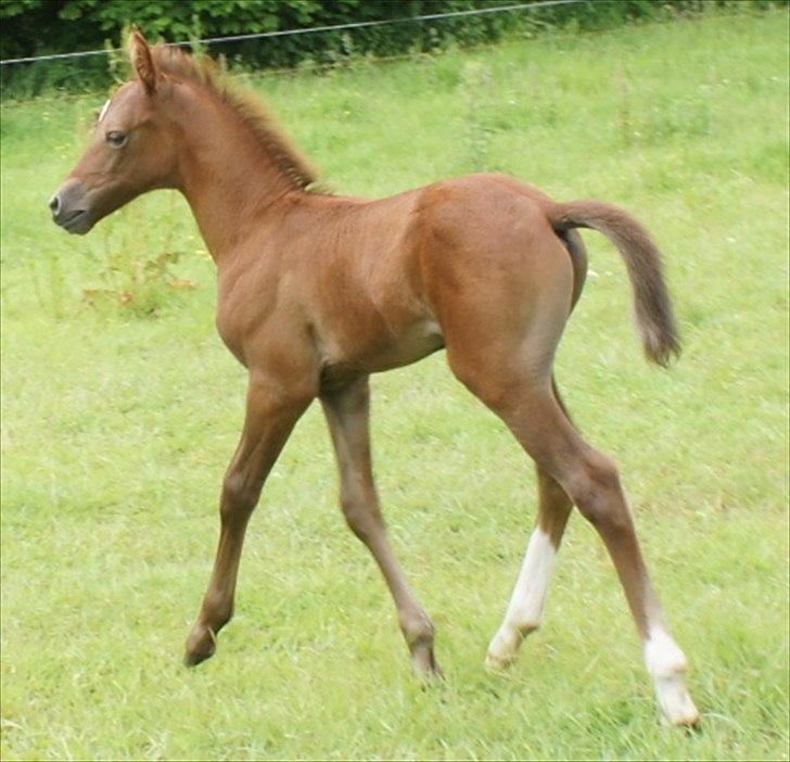 Anden særlig race Smart Ass Zen Platino solgt billede 16