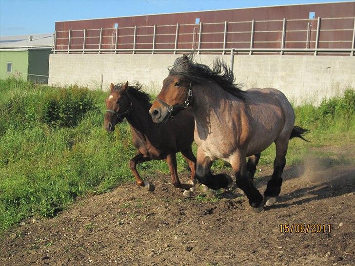 Anden særlig race tacas copy <3 R.i.P <3 - 15-6-2011 billede 16
