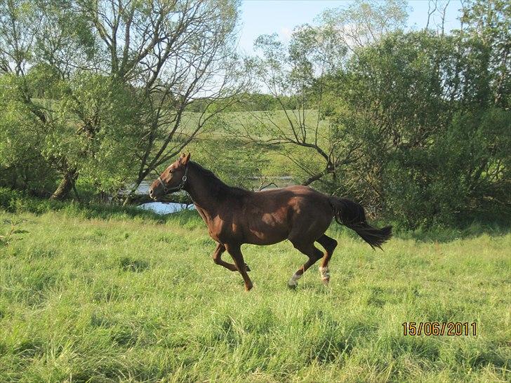 Anden særlig race tacas copy <3 R.i.P <3 - 15-6-2011 billede 17