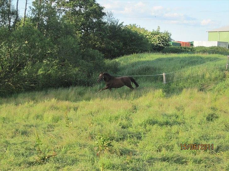 Anden særlig race tacas copy <3 R.i.P <3 - 15-6-2011 billede 19