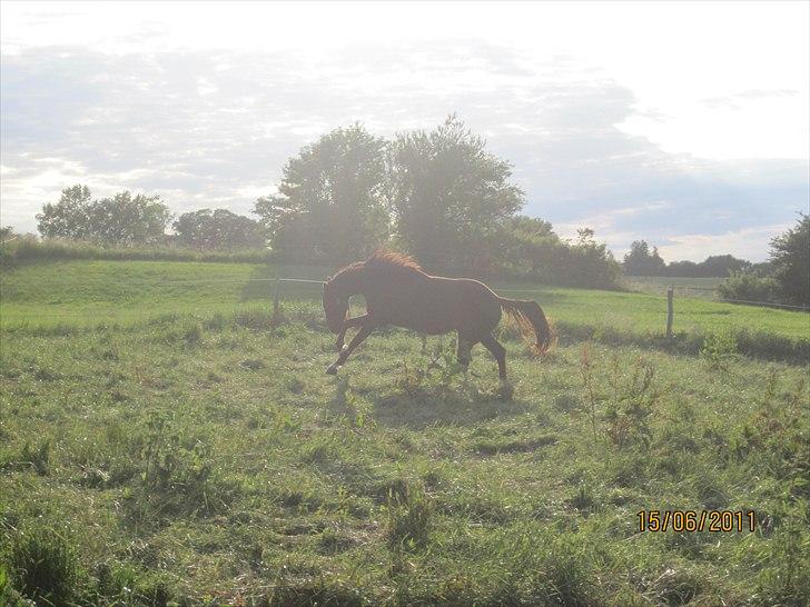 Anden særlig race tacas copy <3 R.i.P <3 - 15-6-2011 billede 20