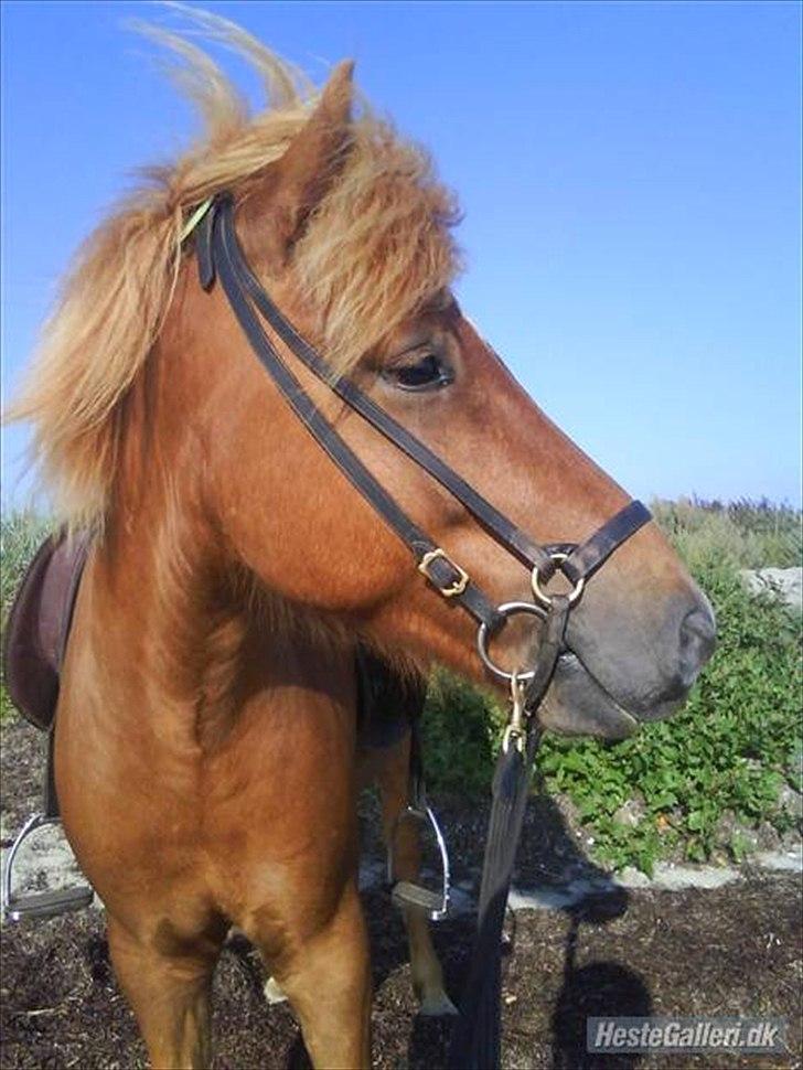 Islænder Sokrates (Min prins~Glemmer dig aldrig<3) - Velkommen til Sokrates profil (lånt) <3  billede 1