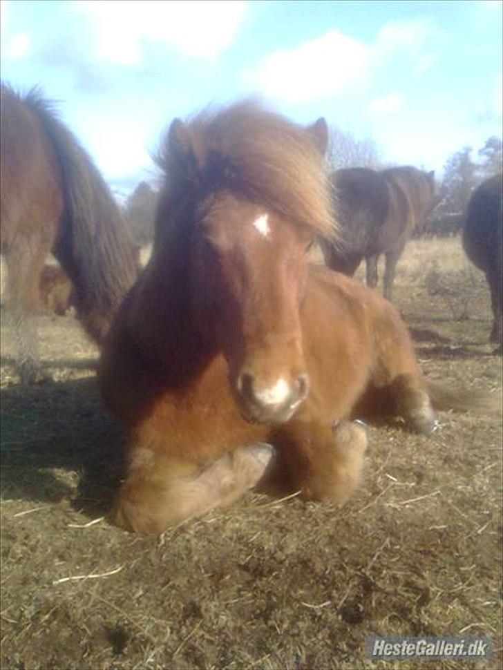 Islænder Sokrates (Min prins~Glemmer dig aldrig<3) - Min lille dreng ligger og hygger (lånt) billede 2