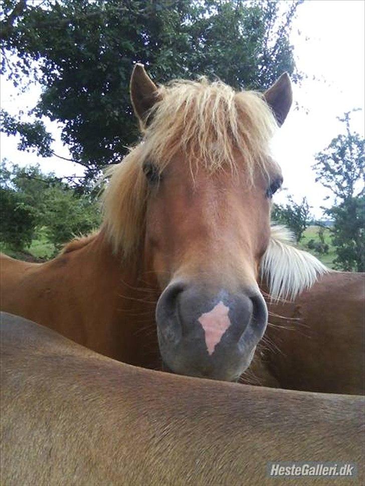 Islænder Sokrates (Min prins~Glemmer dig aldrig<3) - Nusser med sin nye bedsteven. (lånt) billede 3