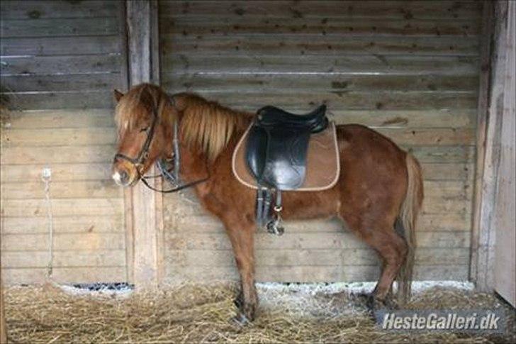 Islænder Sokrates (Min prins~Glemmer dig aldrig<3) - Klar til tur!  billede 4