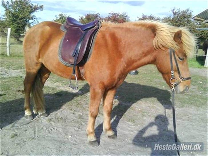 Islænder Sokrates (Min prins~Glemmer dig aldrig<3) - Min flotte mus <3 billede 5