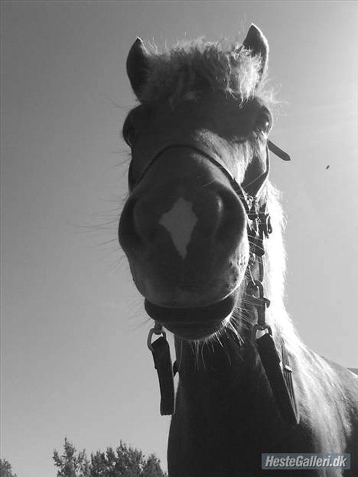 Islænder Sokrates (Min prins~Glemmer dig aldrig<3) - Hej ..  billede 6