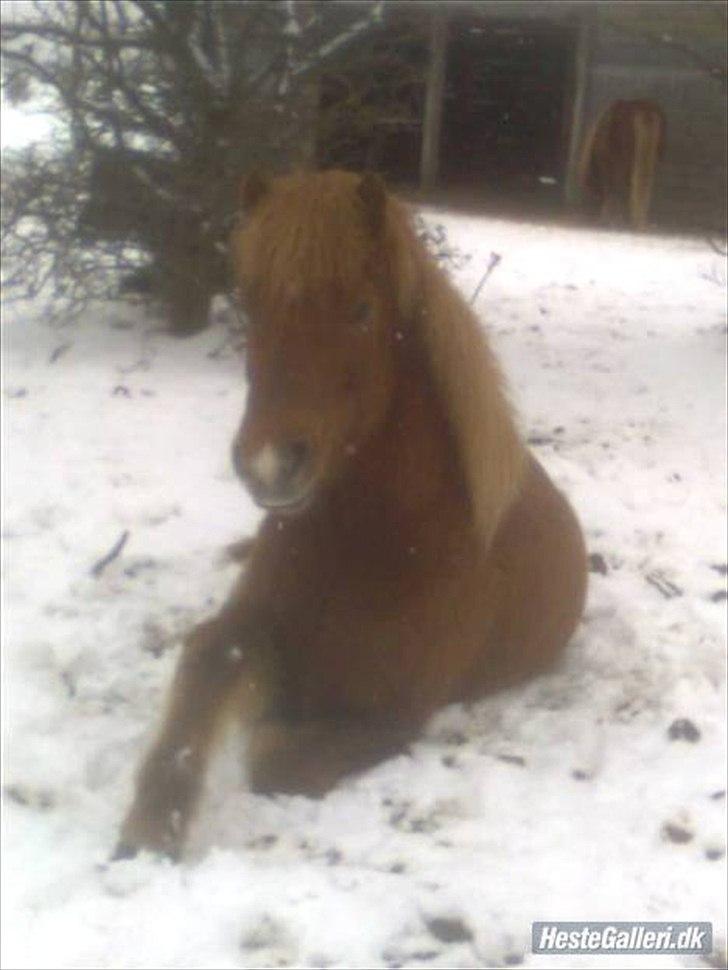 Islænder Sokrates (Min prins~Glemmer dig aldrig<3) - Min lille skat leger i sneen!
 billede 7