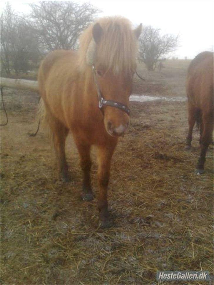 Islænder Sokrates (Min prins~Glemmer dig aldrig<3) - Din charmetrold <3 billede 8