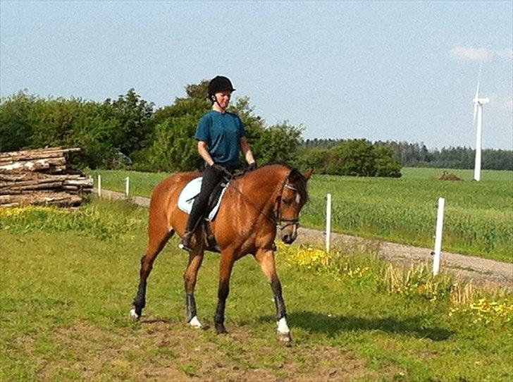 Hollandsk Varmblod Viva Hbc billede 17