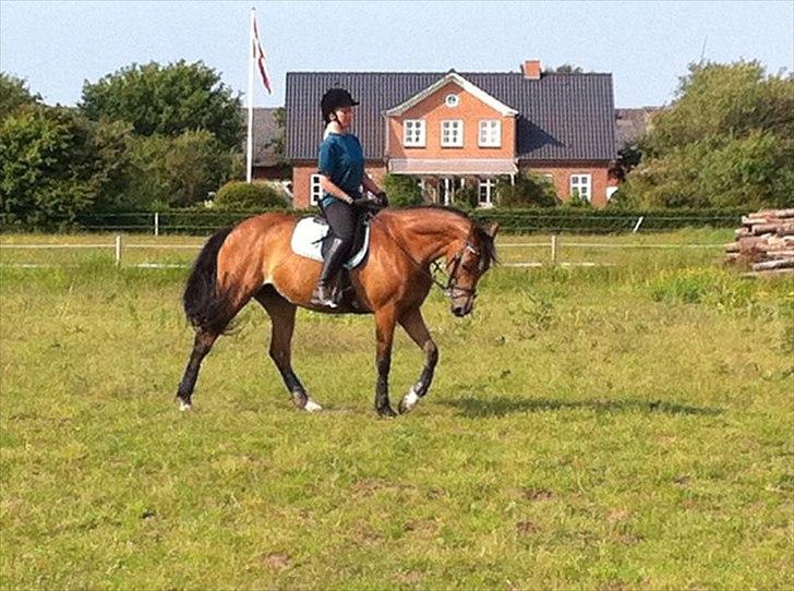 Hollandsk Varmblod Viva Hbc billede 20
