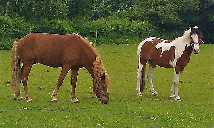 Pinto Hiawatha billede 2