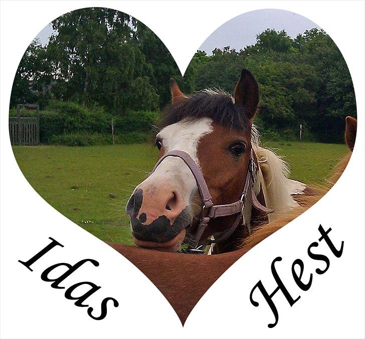 Pinto Hiawatha billede 1