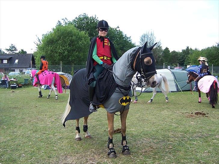 Welsh Cob (sec D) Paddy`s Voice - Batman og Robin til kosume spring Det fynske Børnedyrskue 2011 billede 7