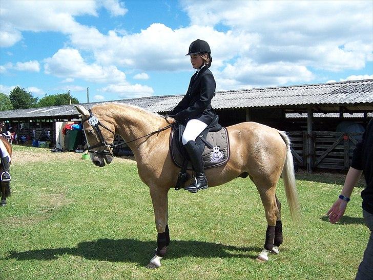 Welsh Cob (sec D) Paddy`s Voice billede 8