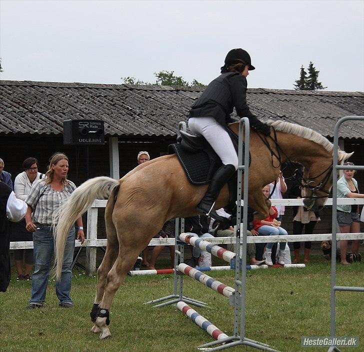 Welsh Cob (sec D) Paddy`s Voice - Han kan jo nemt komme over :D
Foto: Ditte S billede 11