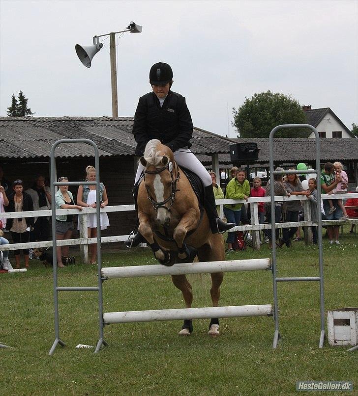 Welsh Cob (sec D) Paddy`s Voice -  foto: Ditte S billede 9