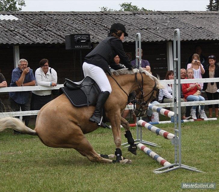 Welsh Cob (sec D) Paddy`s Voice - STOP!! det er farligt
Foto: Ditte S billede 10