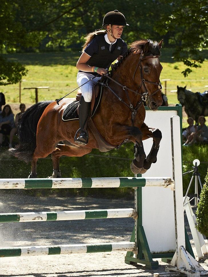 Anden særlig race Bip Bip - DRØMMEPONYEN - If you can dream it, you can do it.  billede 1