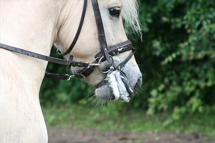 Fjordhest Mosegårdens elegant billede 5