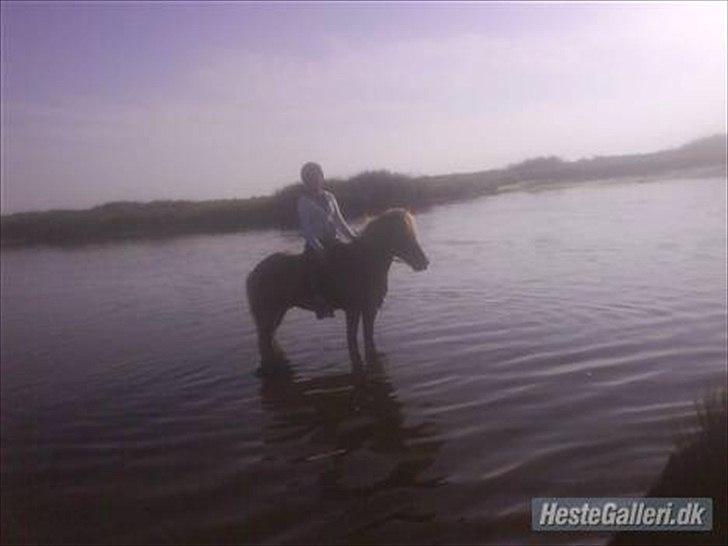 Islænder Sokrates (Min prins~Glemmer dig aldrig<3) - Sokrates på badetur! billede 9