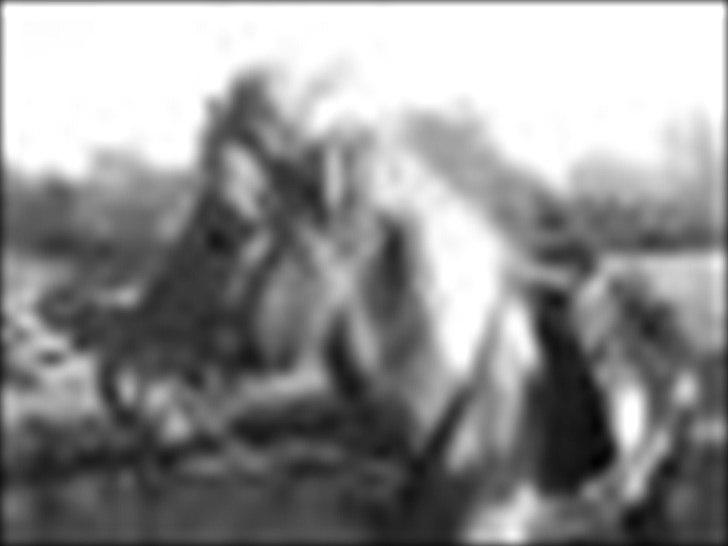 Islænder Sokrates (Min prins~Glemmer dig aldrig<3) - Rigtig godt billede ..  billede 11