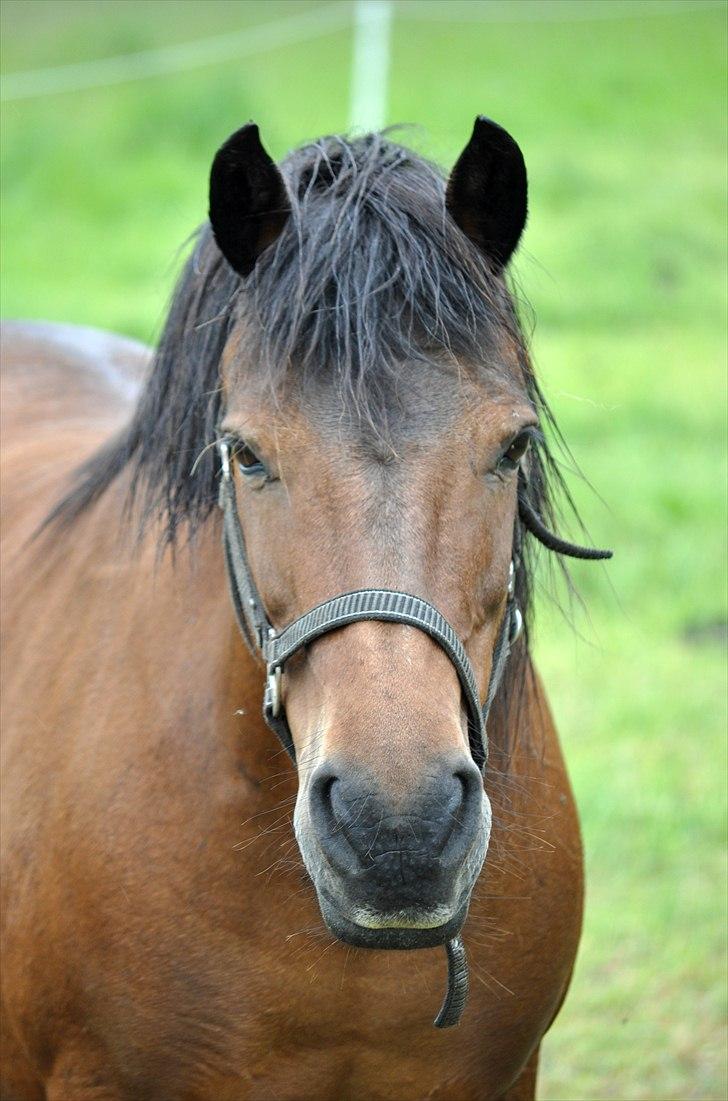 Dartmoor Molly - Velkommen til Mollys profil :-) 18. juni 2011 billede 1