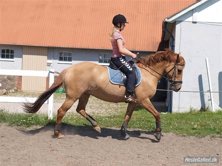 Anden særlig race Jackie - Jackie&Jeg sommeren 2010 billede 5