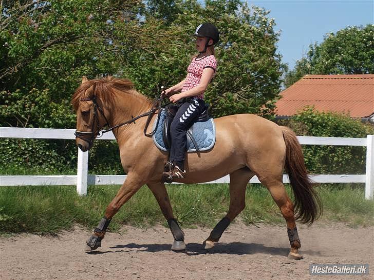 Anden særlig race Jackie - Trav Jackie&Jeg sommeren 2010 Foto Line Lauth  billede 8