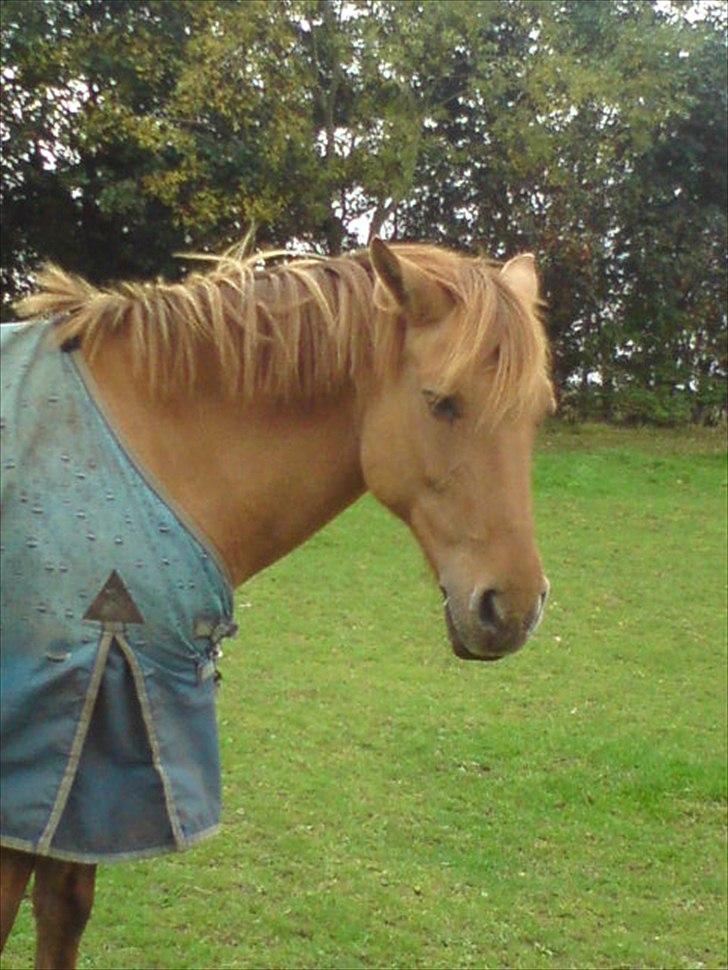 Anden særlig race Jackie - Sommeren 2010 : Foto Marianne NK  billede 11