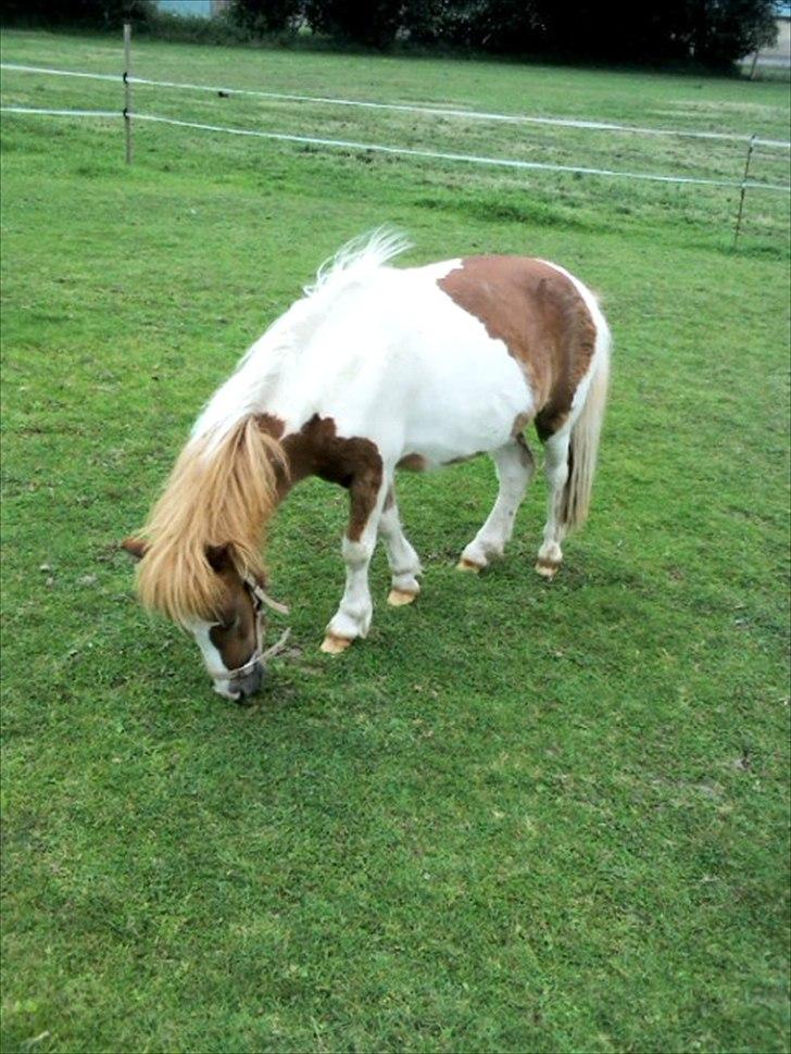 Shetlænder Coco<3  - Coco<3 billede 2