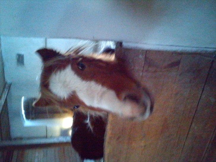 Shetlænder Coco<3  billede 3