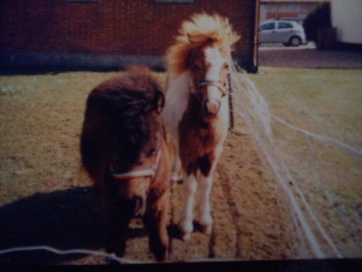 Shetlænder Coco<3  - Det er et lidt gammelt billede af Coco og den brune er dens gode ven Cosmo<3 billede 4