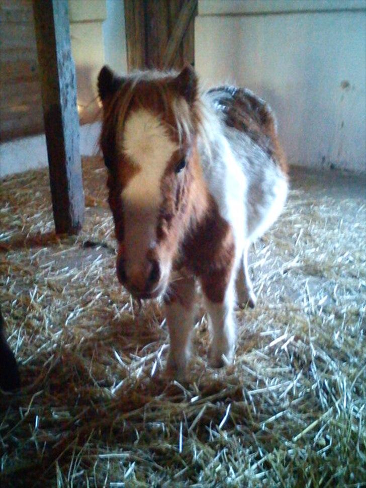 Shetlænder Coco<3  - Jeg elsker ham så meget. Chessy (hans mor) det er hendes første levende føl.<3:) billede 5