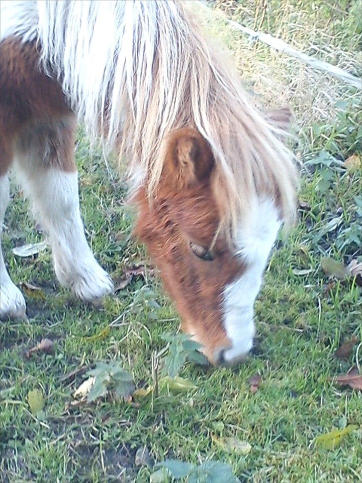 Shetlænder Coco<3  - <3 billede 6