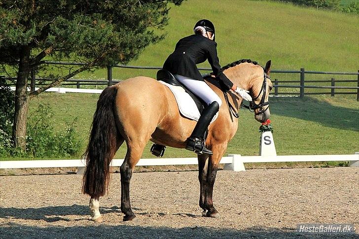 Welsh Cob (sec D) Ocebio <3 - Elsker dig<3 Foto: Laura Bogut billede 19