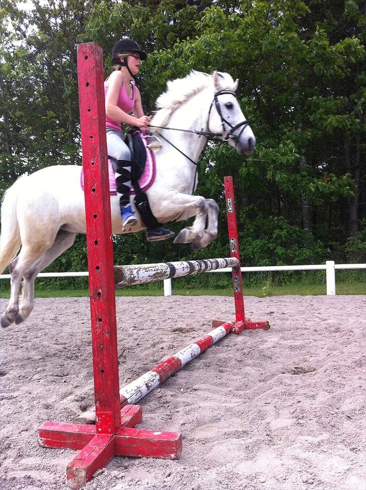 Anden særlig race Bandit "den elskede" :D <3 - Billed: 7 Vi kan hvad vi vil ;D spring træning uden bøjler 50-70 cm ;D billede 7
