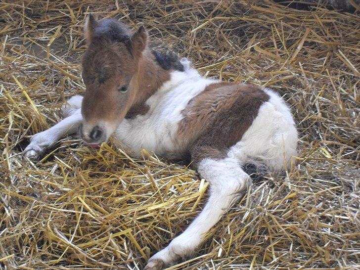 Shetlænder Celindo<3 - Velkommen til Celindos profil<3 håber du ligger en kommentar & bedømmelse =] billede 1