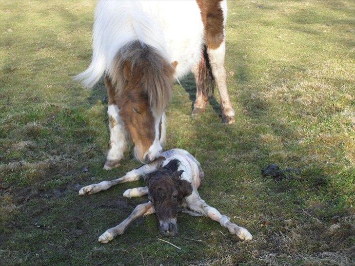 Shetlænder Celindo<3 - ca. 5min. efter fødslen<3 billede 2