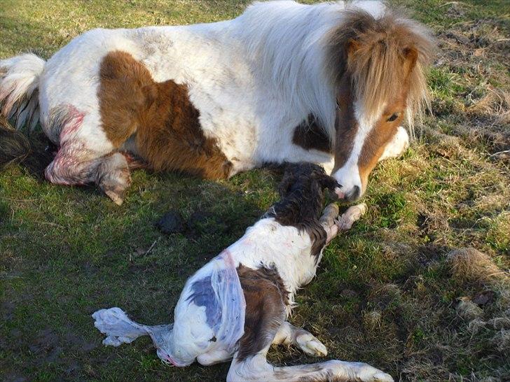 Shetlænder Celindo<3 billede 3