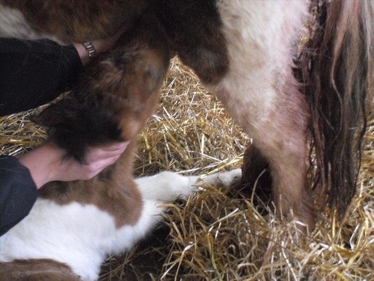 Shetlænder Celindo<3 - Her hjælper Linda, ham med at drikke<3 billede 5