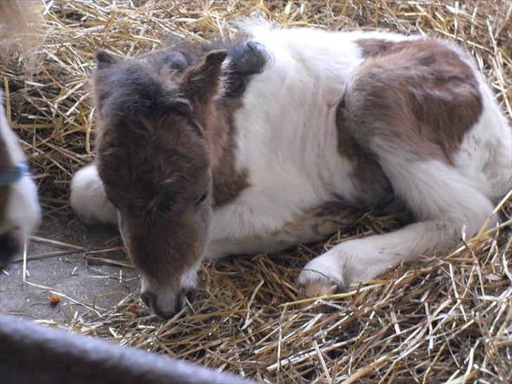 Shetlænder Celindo<3 billede 6