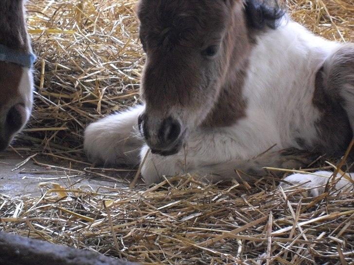 Shetlænder Celindo<3 billede 7