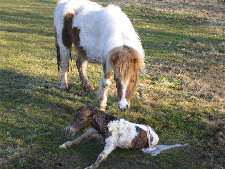 Shetlænder Celindo<3 billede 4